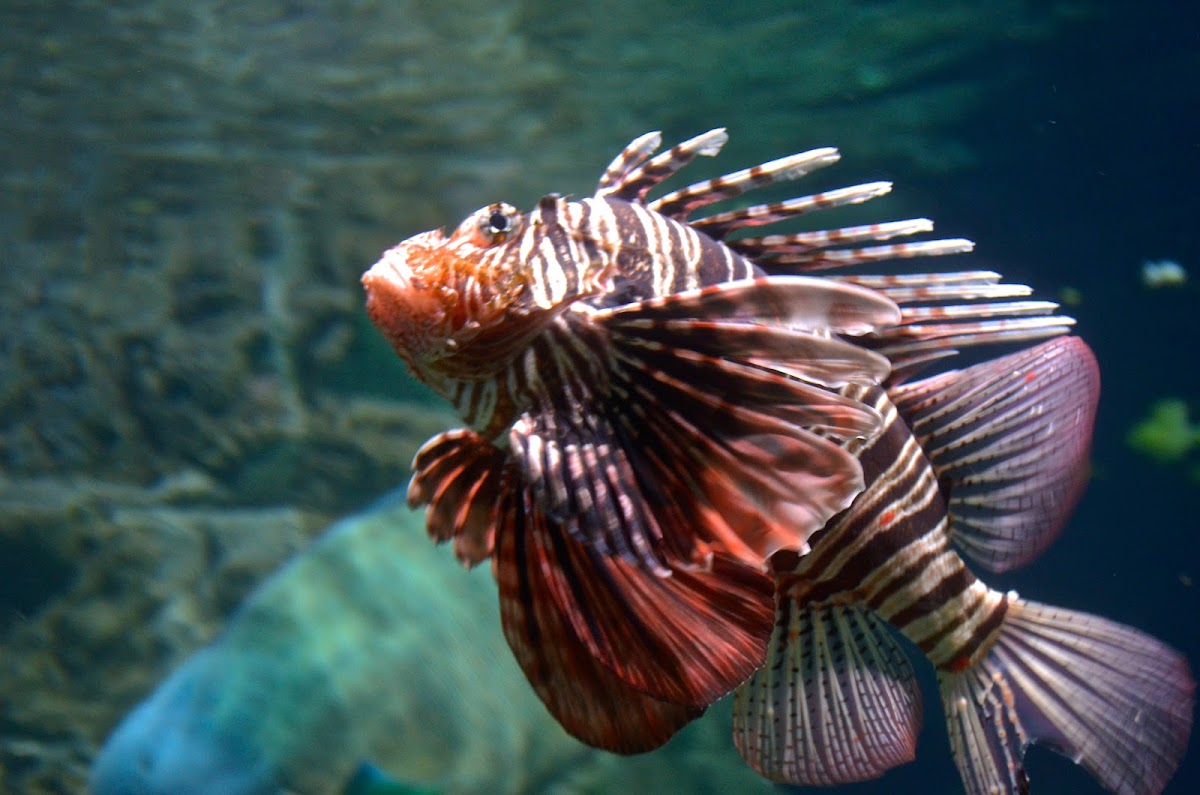 Red lionfish