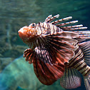 Red lionfish