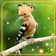 Download Forest Birds Live Wallpaper For PC Windows and Mac 1.0