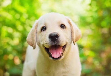 How to get Golden Retriever Puppy patch 1.0 apk for pc