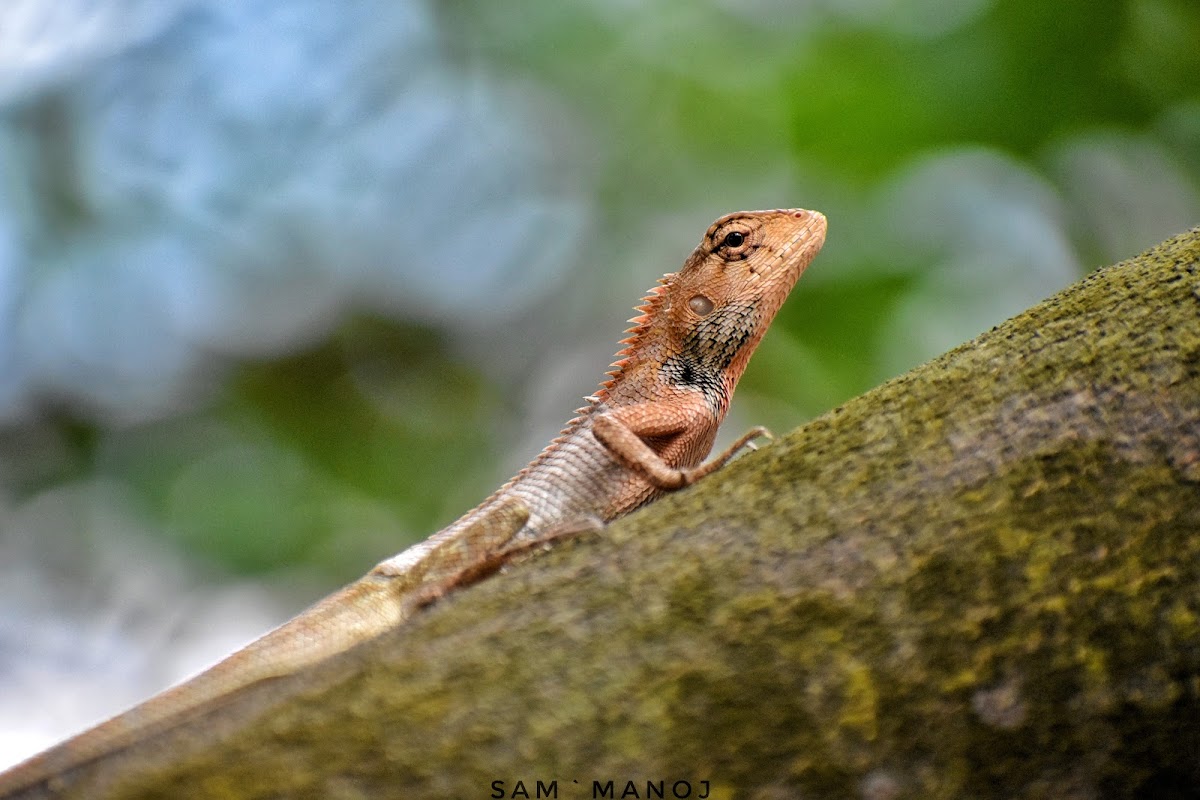 Oriental Garden Lizard ( ♂ ) / छेपारोको प्रजाती