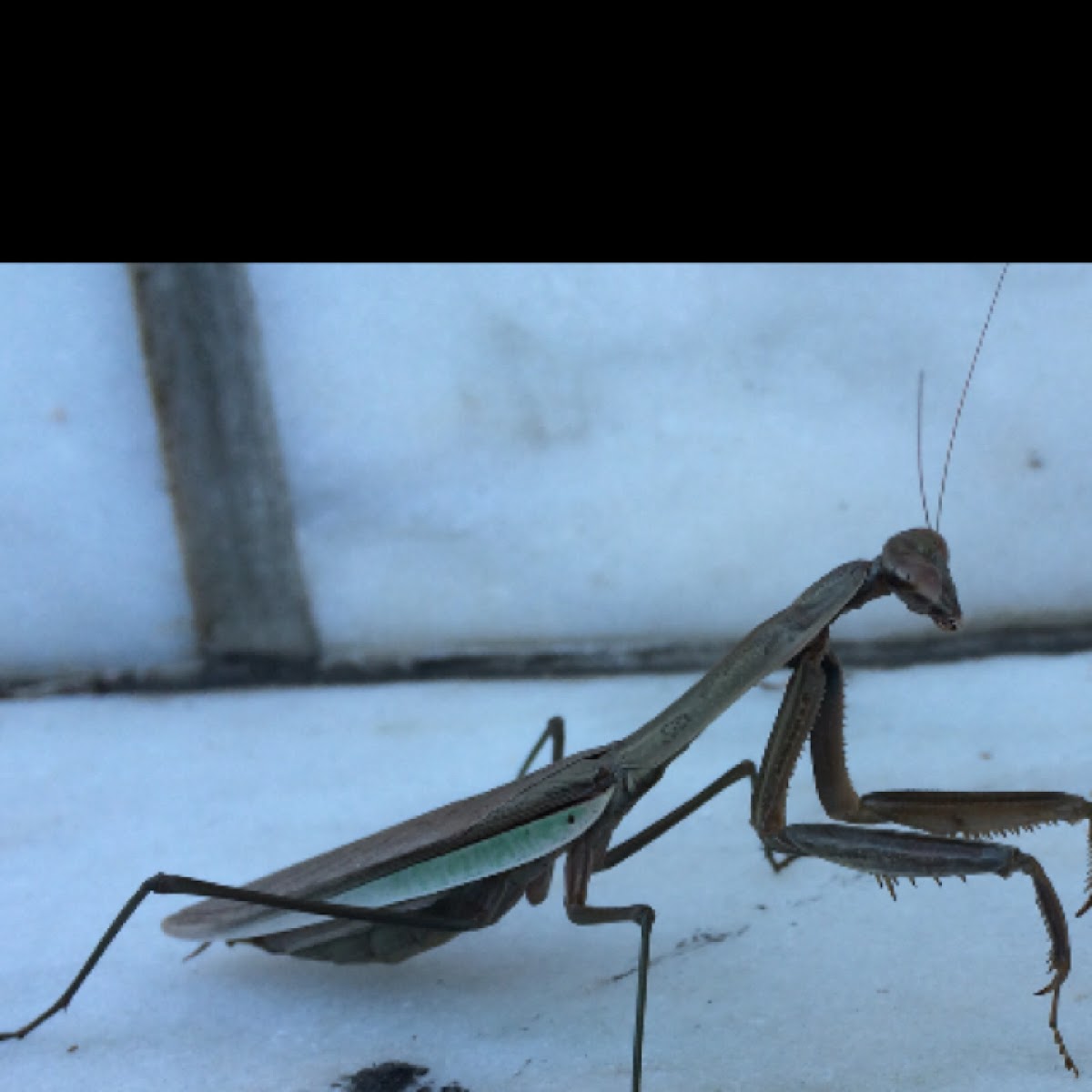 Mantis