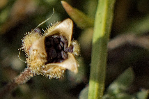 Spergularia rupicola