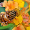 Big-headed Hoverfly