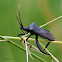 Leaf-footed bug