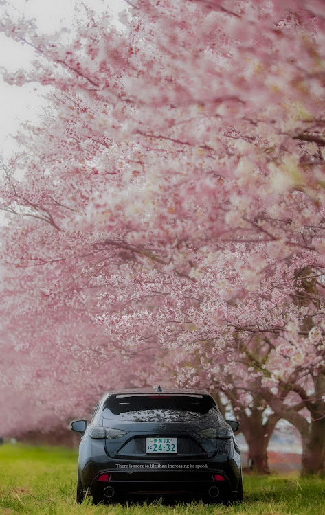 アクセラスポーツの新潟・桜・サクラと愛車・discover＿ct・桜並木に関するカスタム事例の投稿画像2枚目