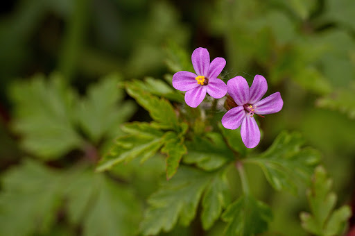 Geranium purpureum