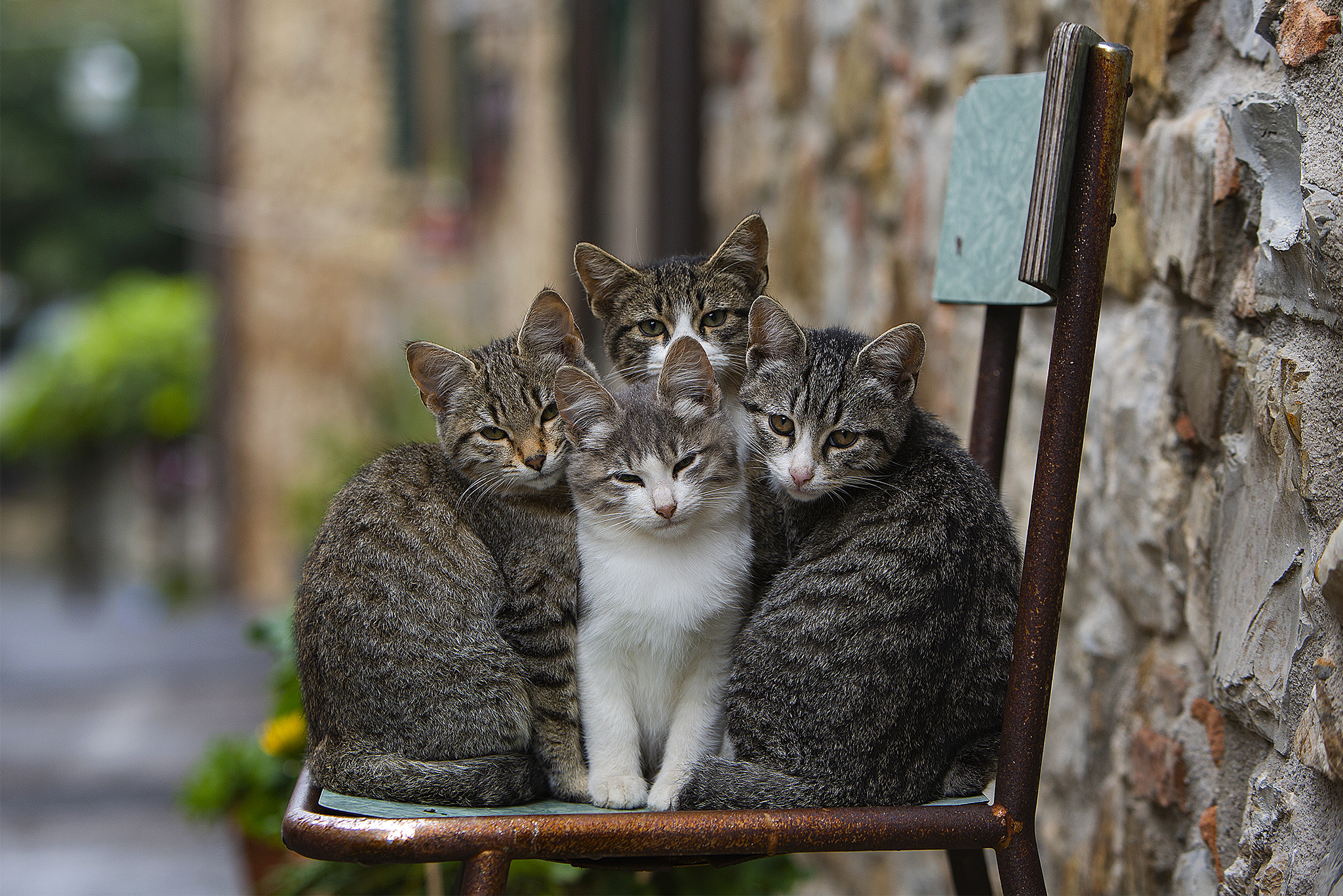 Gattini di Giorgiopaggetti