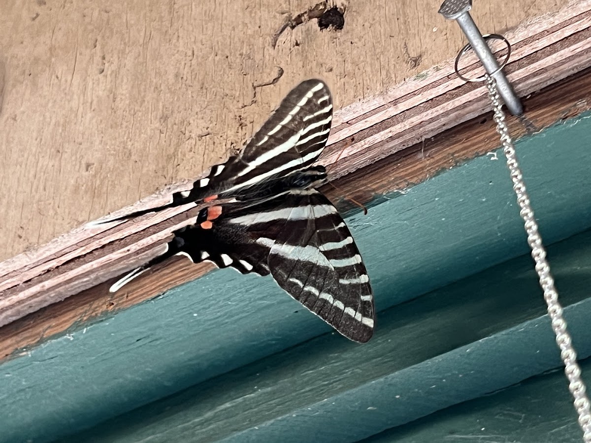 Zebra Swallowtail