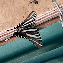 Zebra Swallowtail