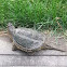 Common Snapping Turtle