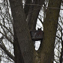 Great Horned Owl