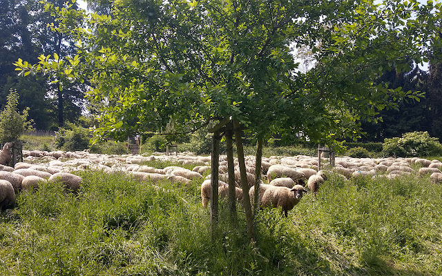 Sheep on grassland chrome extension