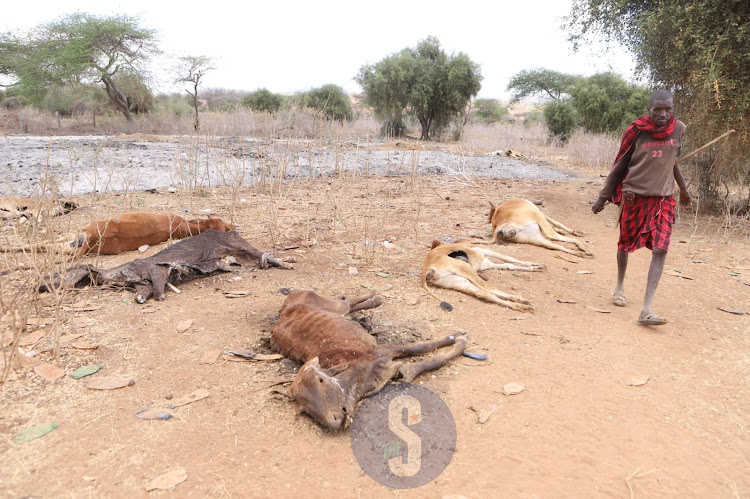 Osenya Olemeeli, who has lost his 11 cattle to the ongoing drought, goes past carcasses of cows, near a cattle market in Bisil, Kajiado, on October 31, 2022.