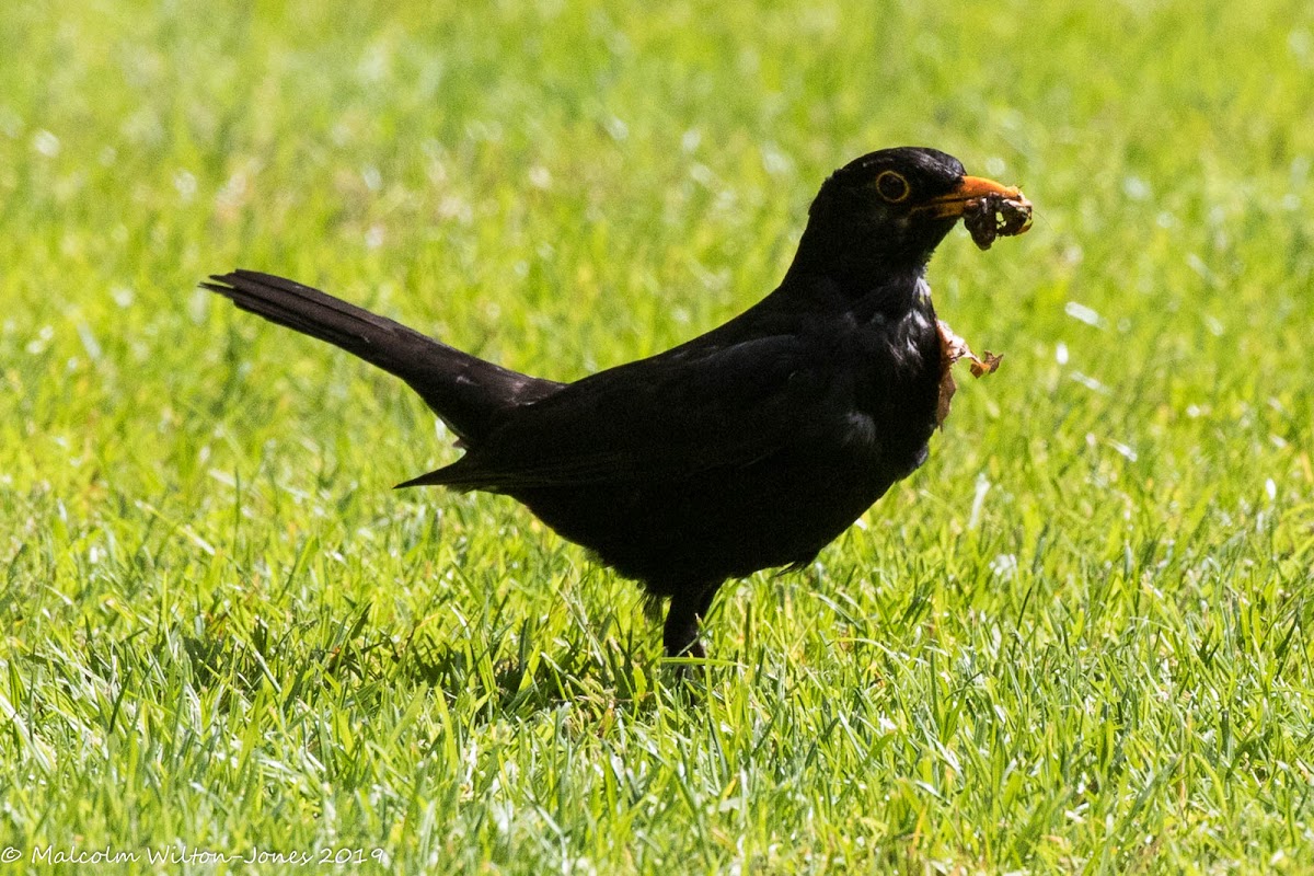 Blackbird