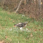 Red-tailed hawk