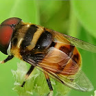 Phytomia Hoverfly