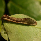 Wedgling Moth