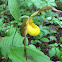 Yellow lady slipper