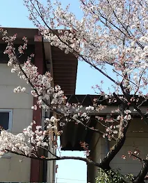 早咲きの桜