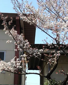 「早咲きの桜」のメインビジュアル