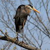 Great Blue Heron