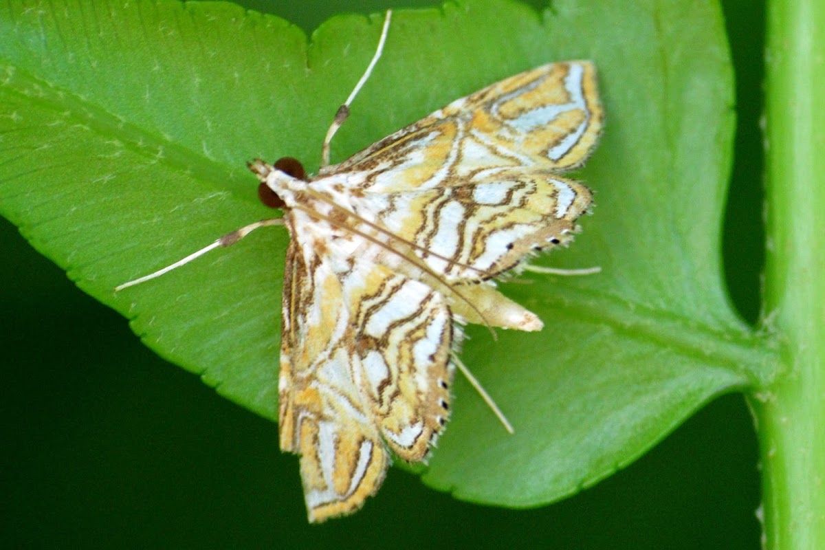 Crambid Moth