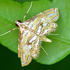 Crambid Moth