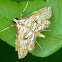 Crambid Moth