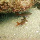 Pacific Creolefish