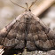 Black-banded Owlet Moth -8364