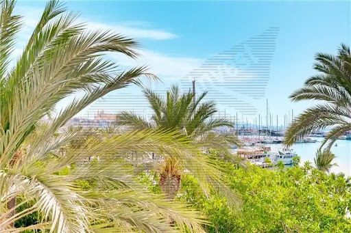 Property purchase in Palma (Spain) - Palm trees in front of a marina