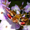 Hummingbird Moth