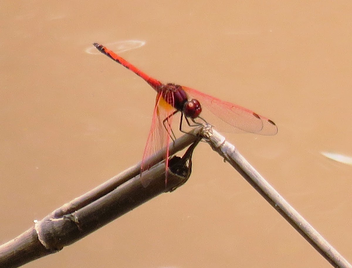 Red-veined Dropwing