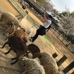 成田ゆめ牧場