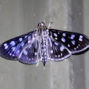 Crambidae Moth