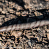 Pill Millipede