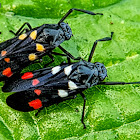 Rice Spittle Bug