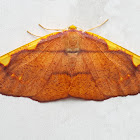 Geometer Moth