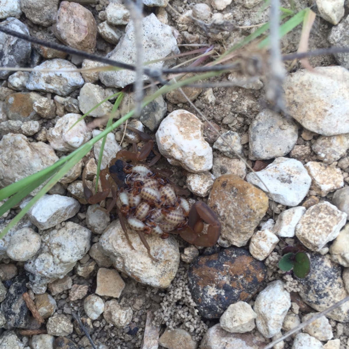 Mother scorpion and babies