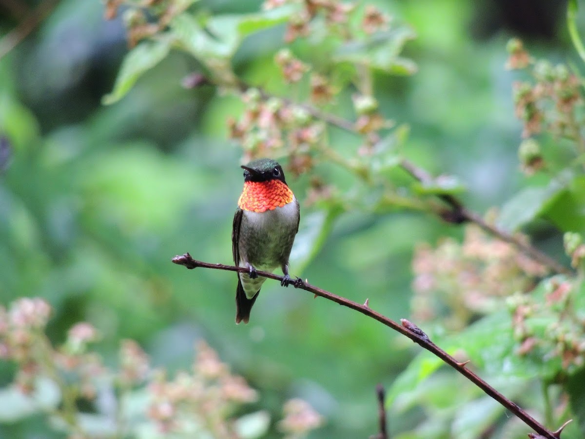 Ruby-throated hummingbird