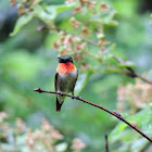 Ruby-throated hummingbird