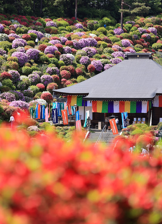 うちさんが投稿したお散歩ランチ・青梅市・塩船観音寺・つつじ祭り・ヘルシー過ぎに関するカスタム事例の投稿画像2枚目