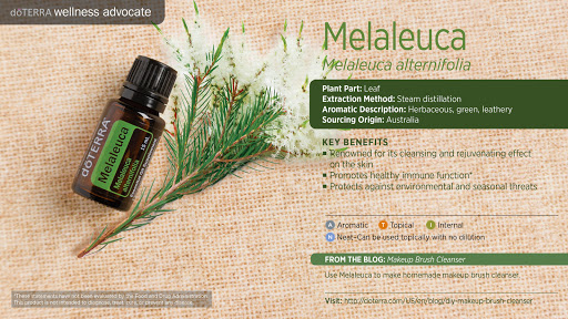 melaleuca doterra