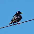 Common Starling