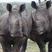 Rhinos. File photo.