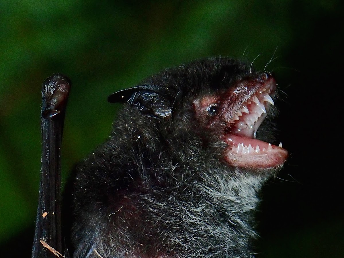 Nepalese Whiskered Bat/Wall-roosting Mouse-eared Bat