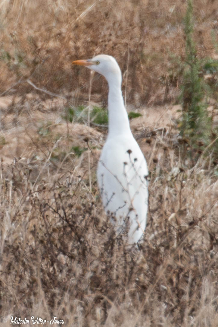 Cattle Egret