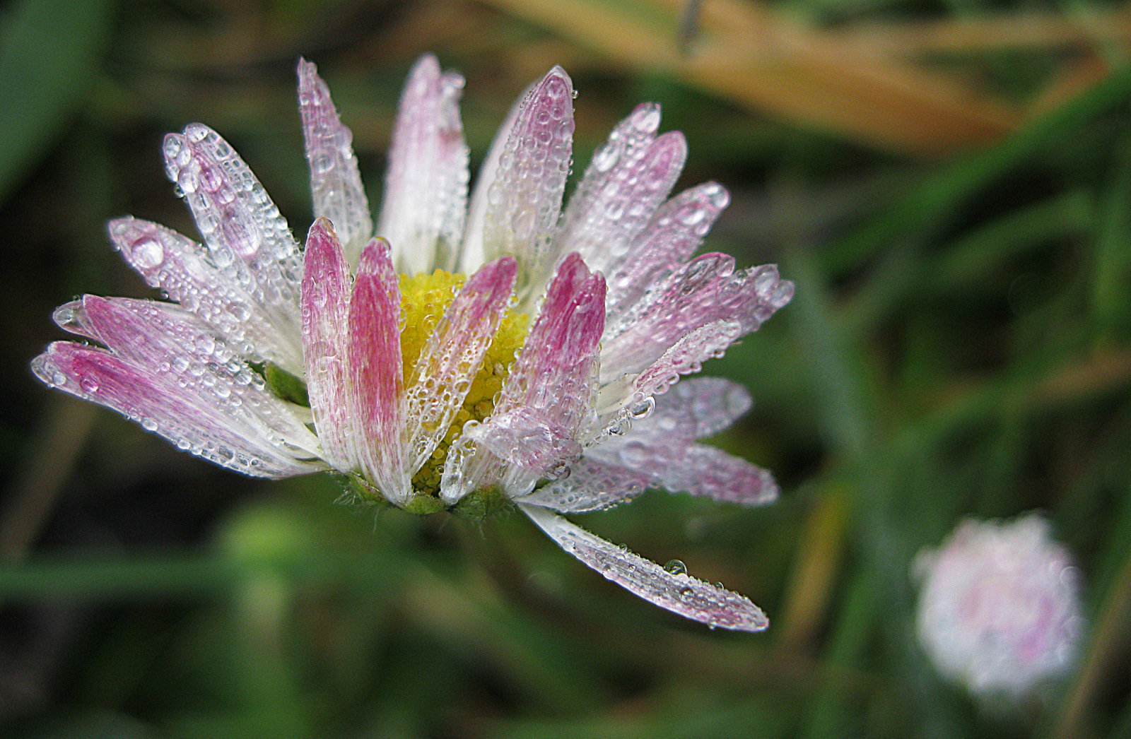 daisy in the rain di utente cancellato