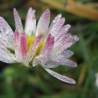 daisy in the rain di 